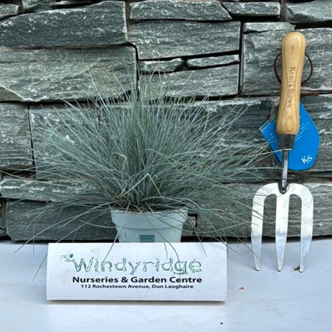 Festuca glauca CompactA Blue  P10.5