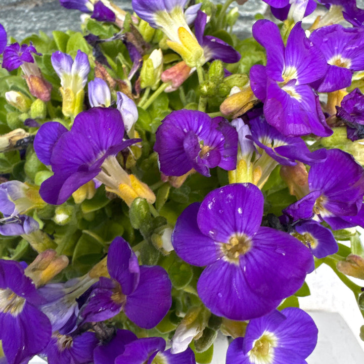 AUBRIETA Kitte NP