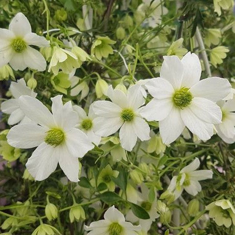 Clematis Early Sensation