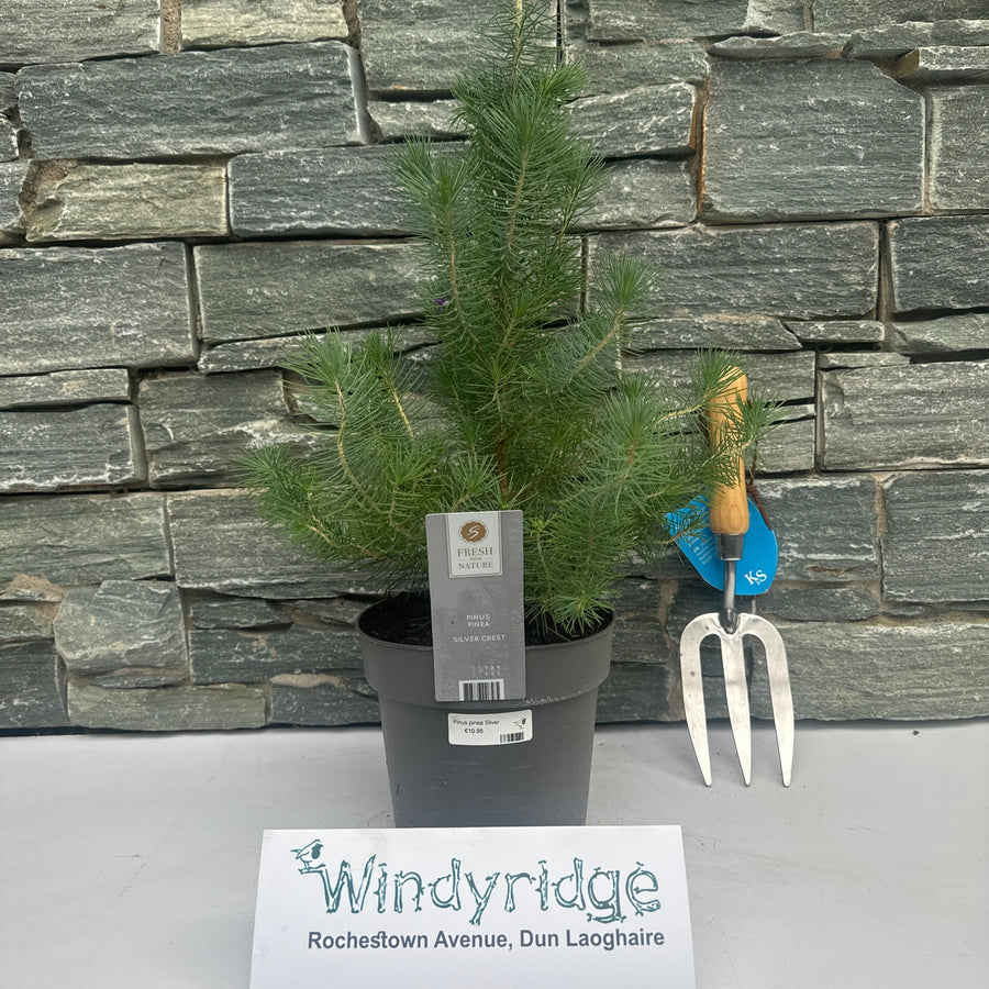 Pinus Pinea Silver Crest - Shrubs - Windyridge Garden Centre
