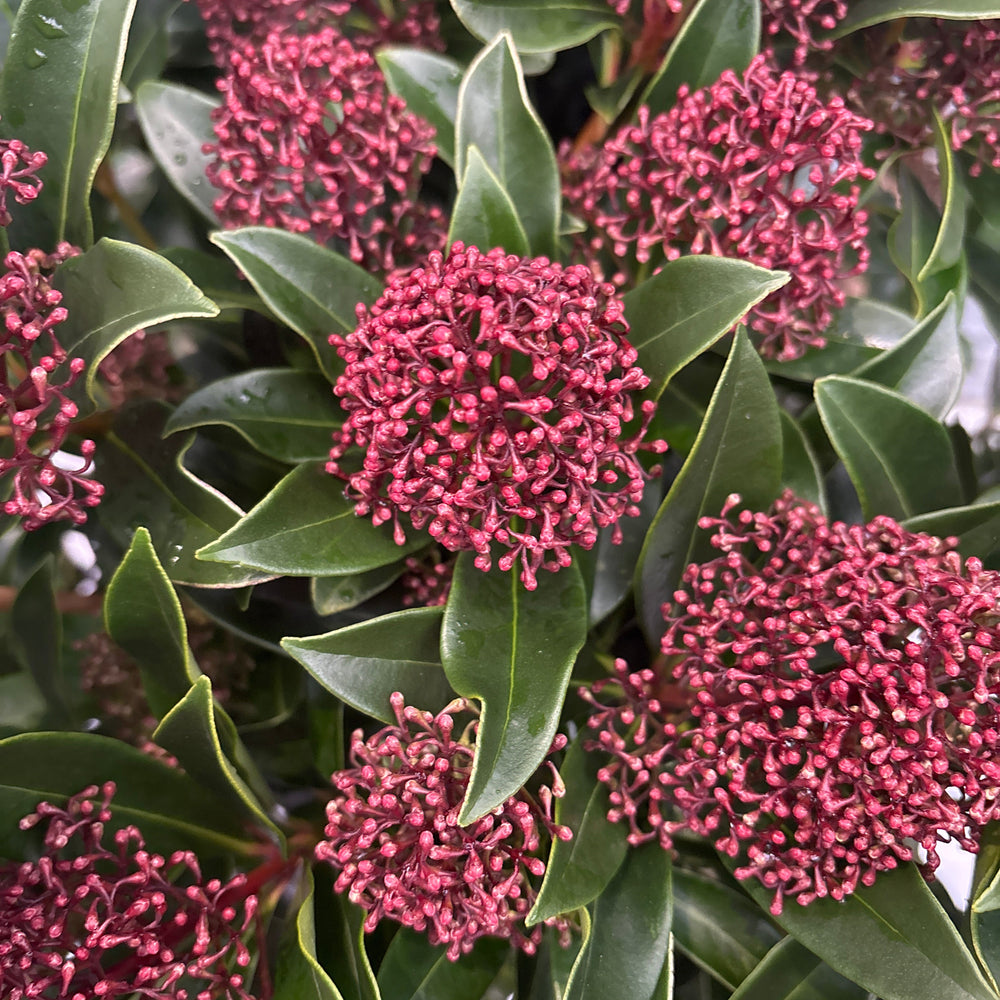 Skimmia Jap. Rubesta Cuba  12 Ltr Pot - Shrubs - Windyridge Garden Centre