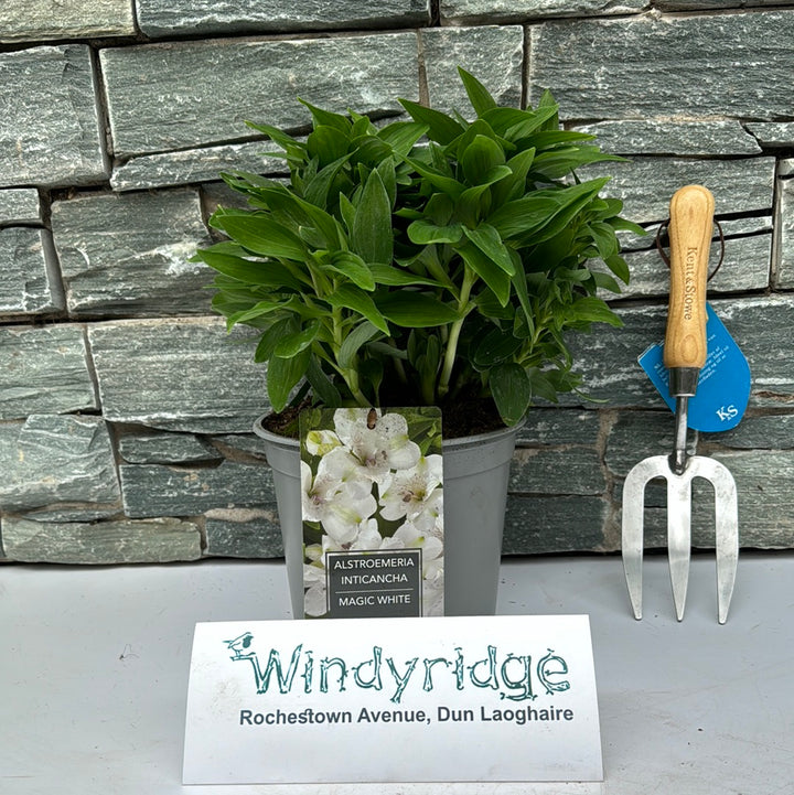 Alstroemeria Inticancha Magic White 3 Ltr