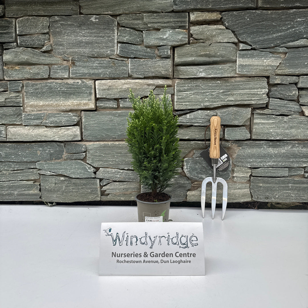 Chamaecyparis l. Snow White  P10.5