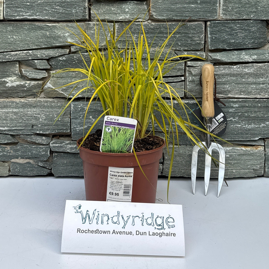 Carex Elata Aurea - Herbaceous - Windyridge Garden Centre