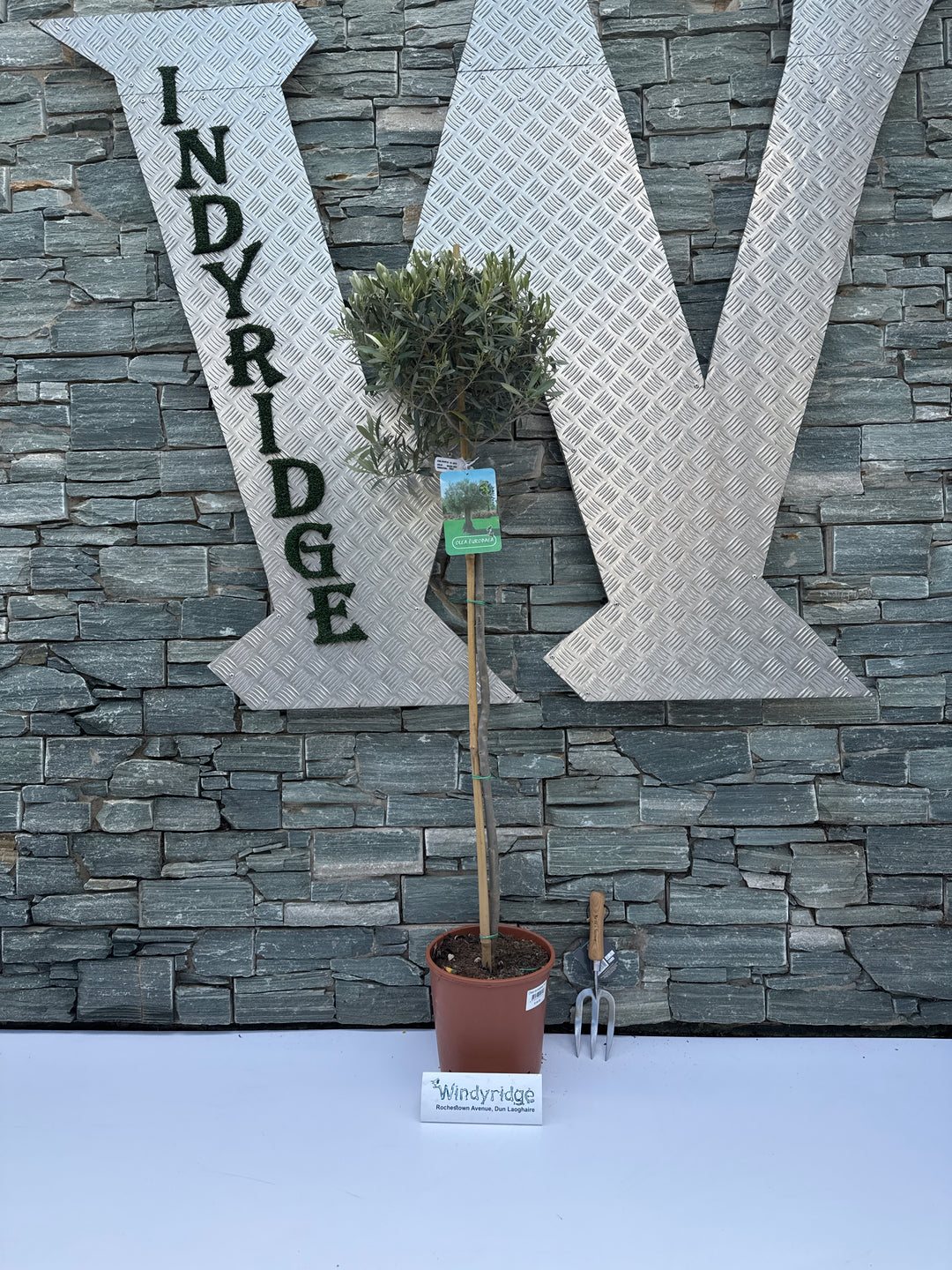 Olea europaea P27 90/STD-35-40-HEAD