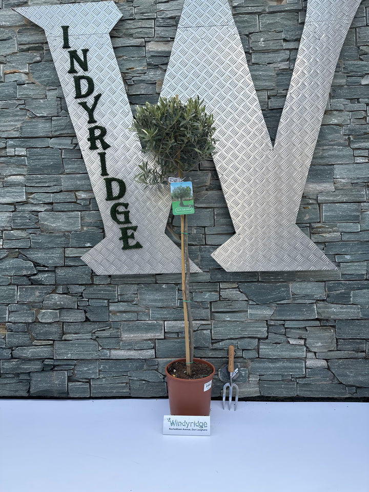 Olea europaea P27 90/STD-35-40-HEAD