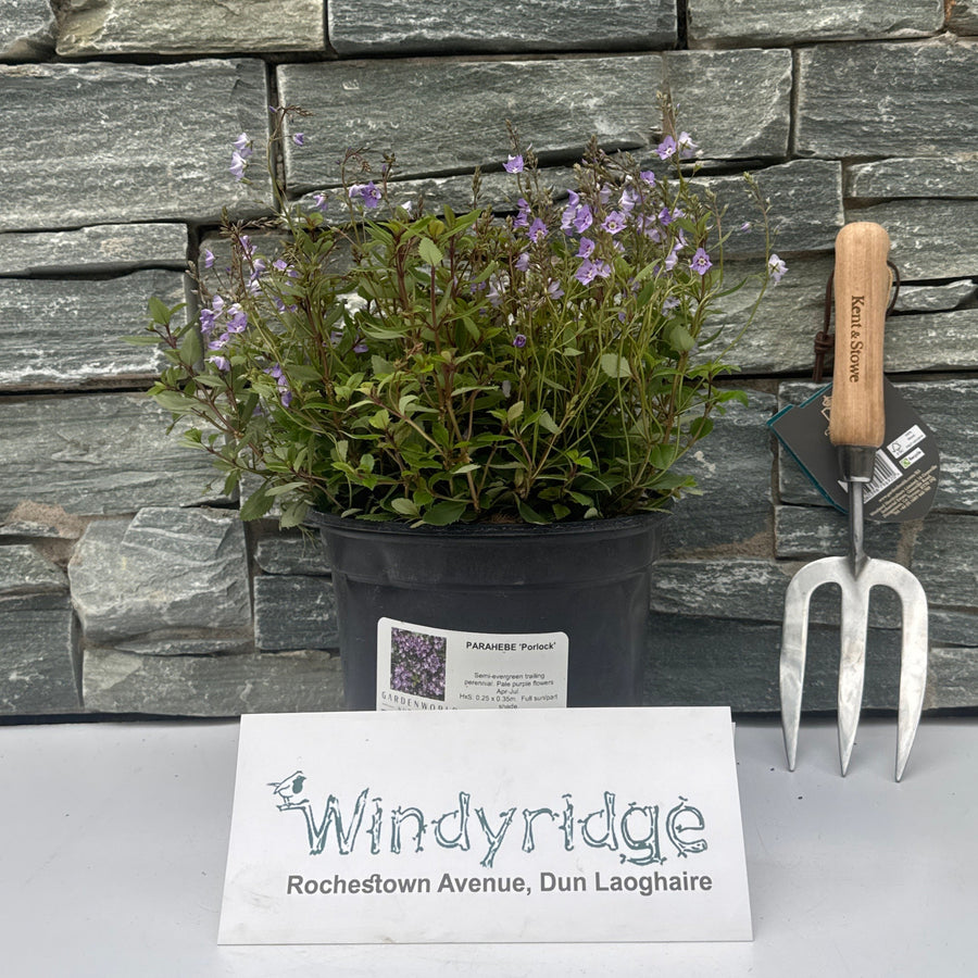 Parahebe  Porlock - Shrubs - Windyridge Garden Centre
