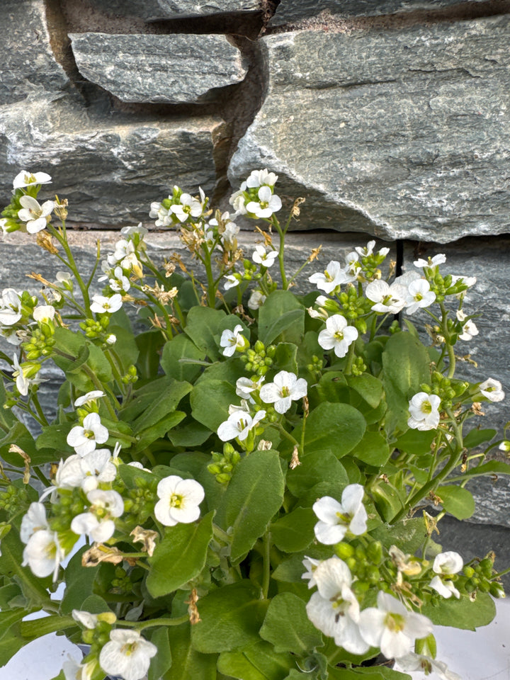 ARABIS Little Treasure White