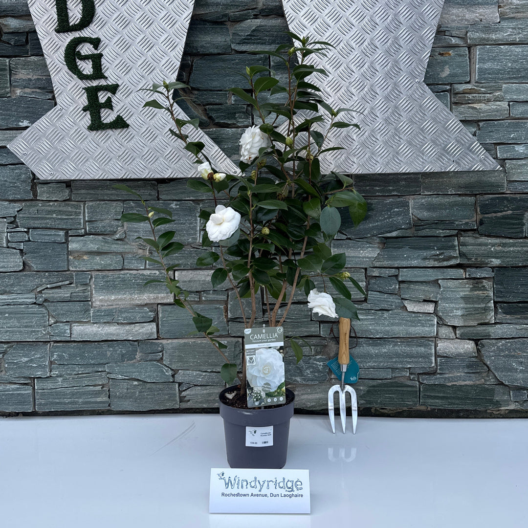 Camellia Jap. Nuccios Gem - Shrubs - Windyridge Garden Centre