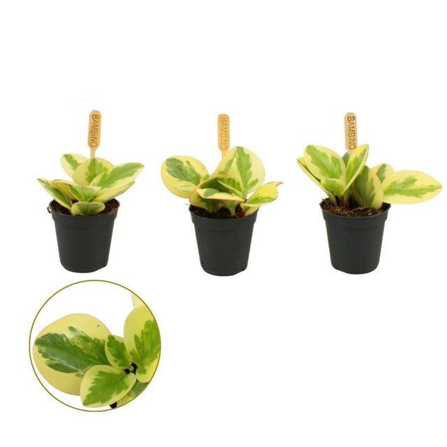 Peperomia obt. 'Obtipan Bicolor' . - Indoor plants - Windyridge Garden Centre
