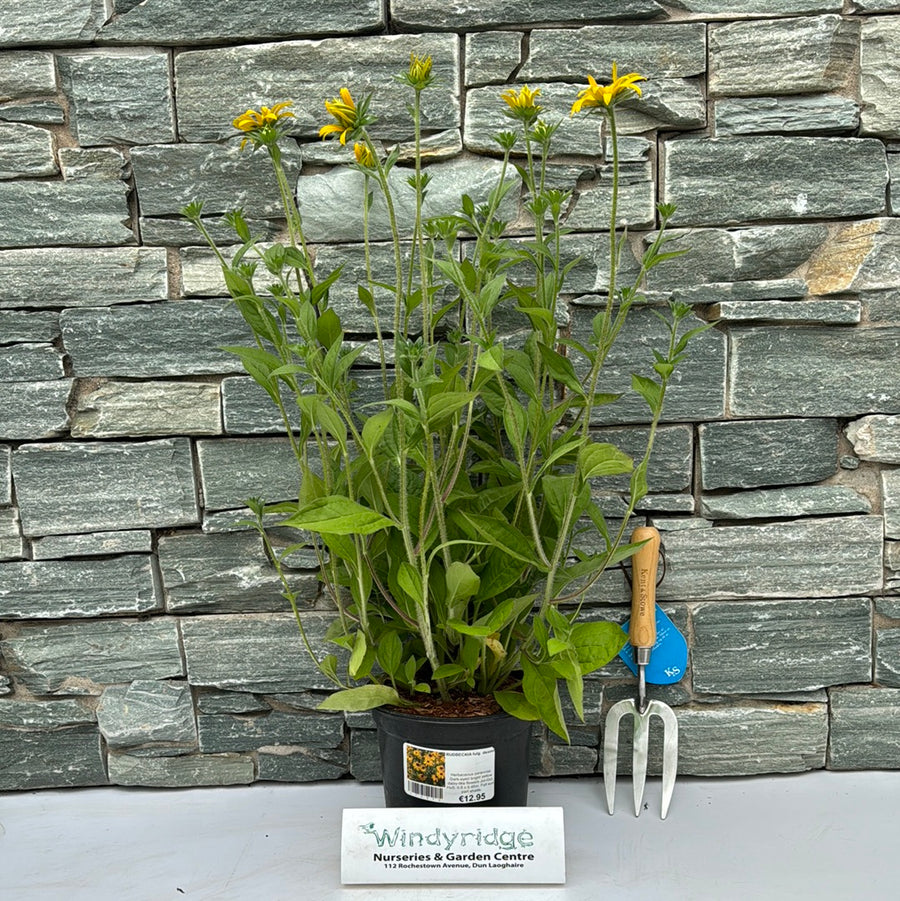 Rudbeckia Fulg. Deamii - Herbaceous - Windyridge Garden Centre