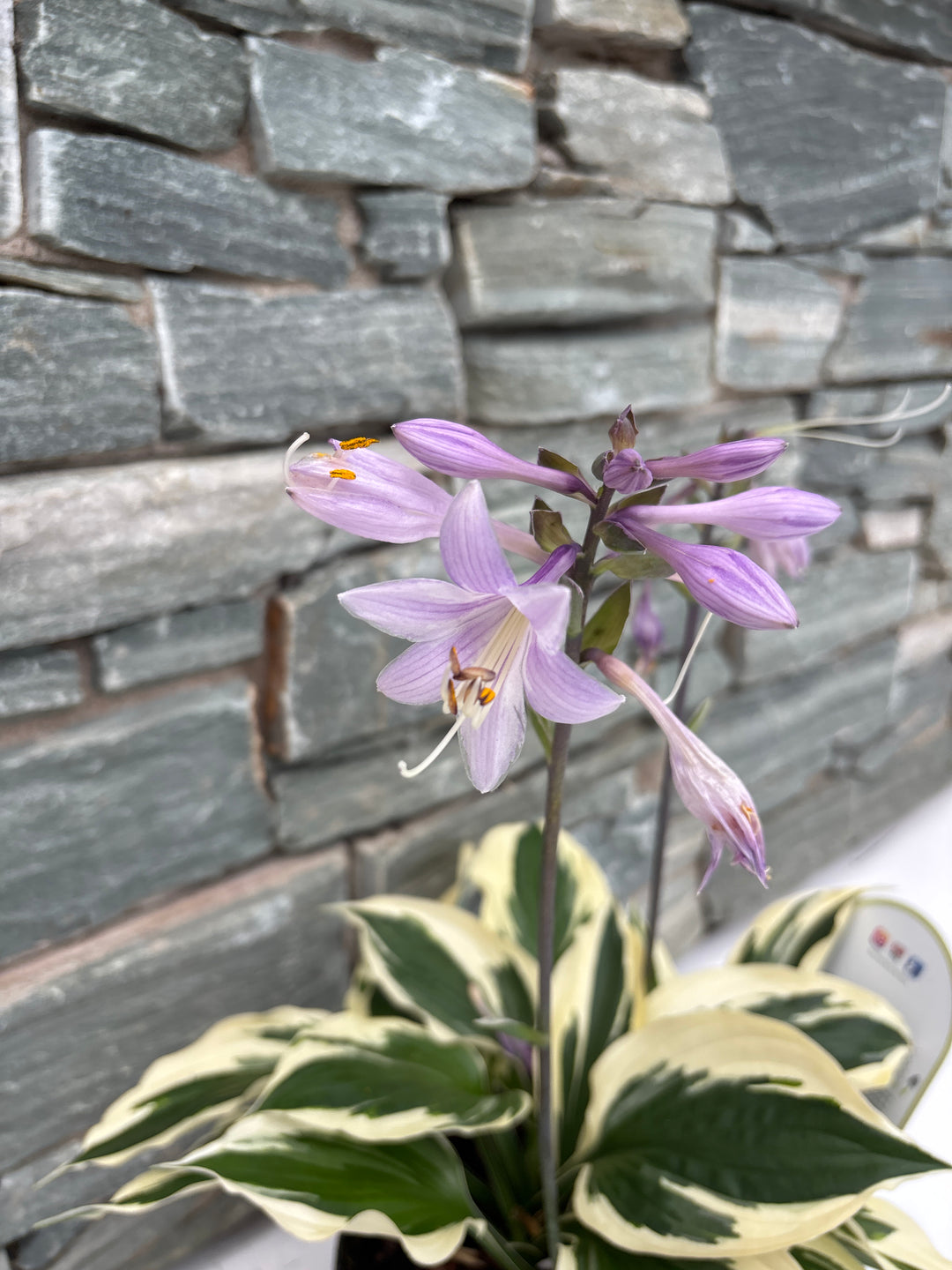 HOSTA Minute Man 3 Litre