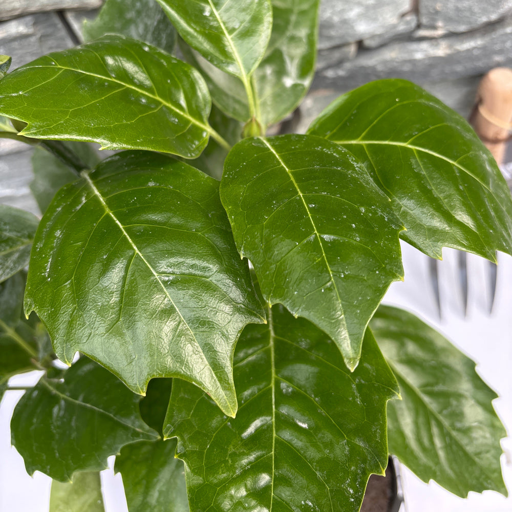 Aucuba Rozanne - Shrubs - Windyridge Garden Centre