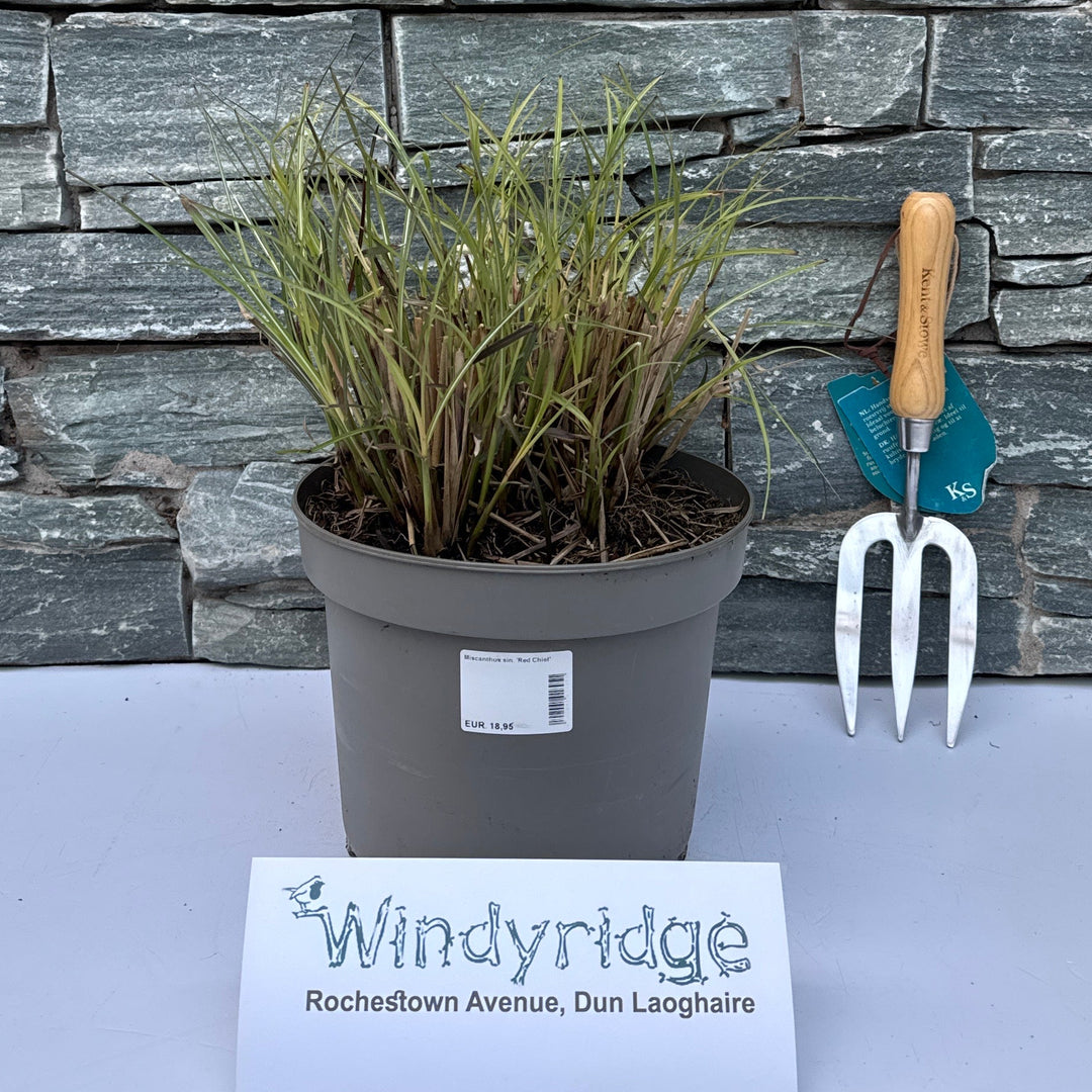 Miscanthus Sin. 'Red Chief' 10-20 Cm. - Herbaceous - Windyridge Garden Centre