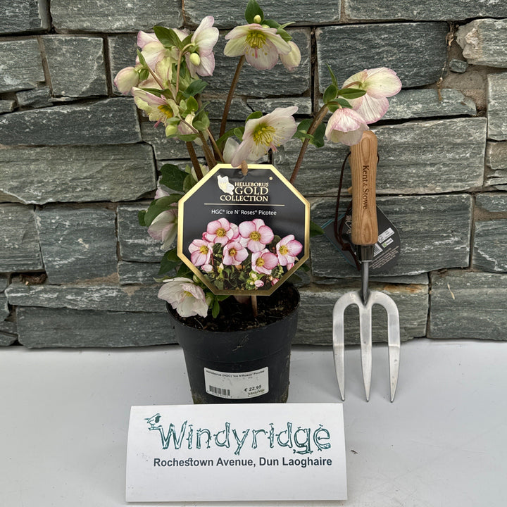 Helleborus (HGC) Ice NRoses Picotee  P15