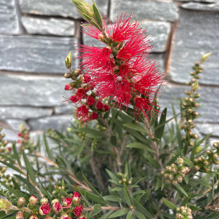 Callistemon masotti