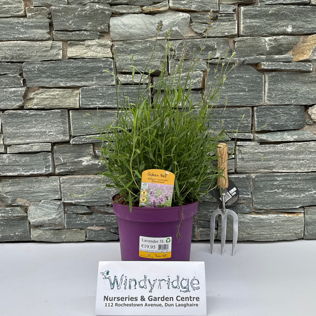 5L Lavender