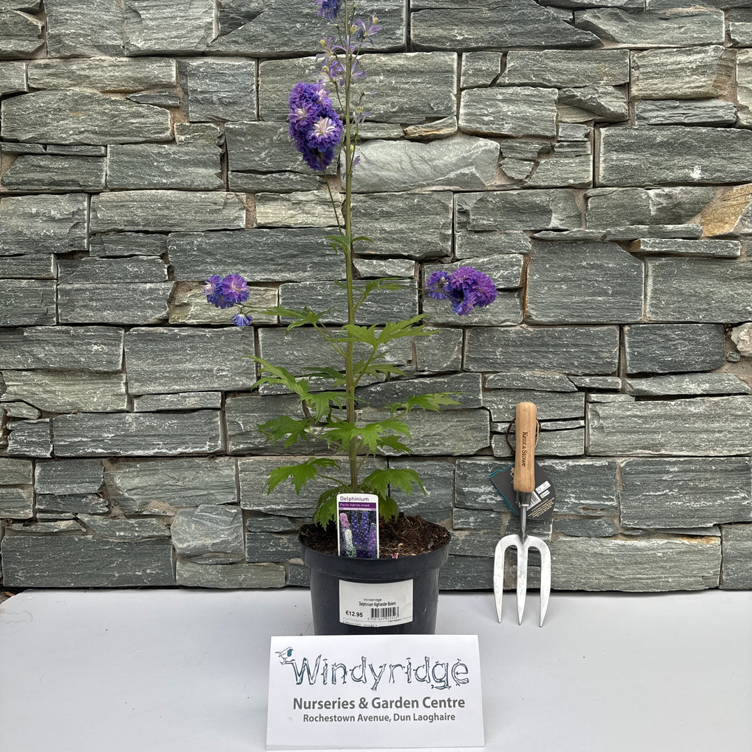 Delphinium Highlander Bolero 3ltr pots