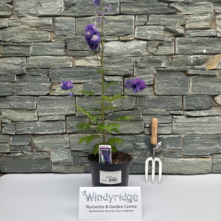 Delphinium Highlander Bolero 3ltr pots
