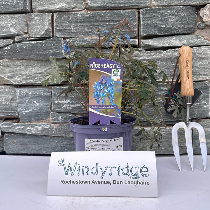 Corydalis Porcelain Blue