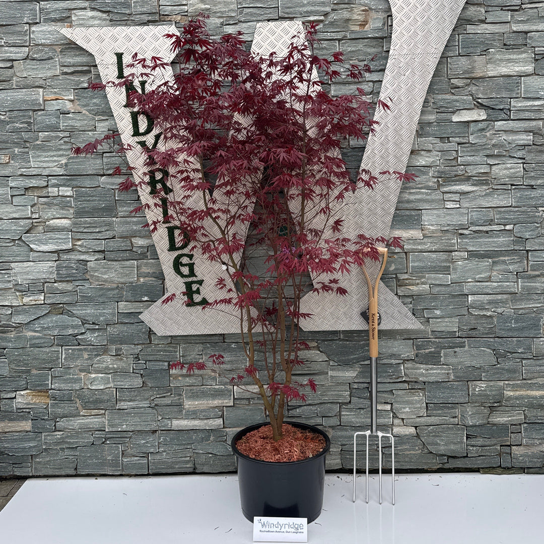 Acer Palmatum Bloodgood - Trees - Windyridge Garden Centre