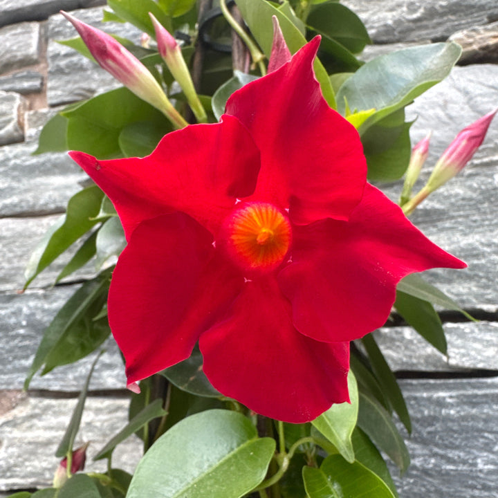 Mandevilla Sundaville Red  P19 - 3 cane pyr