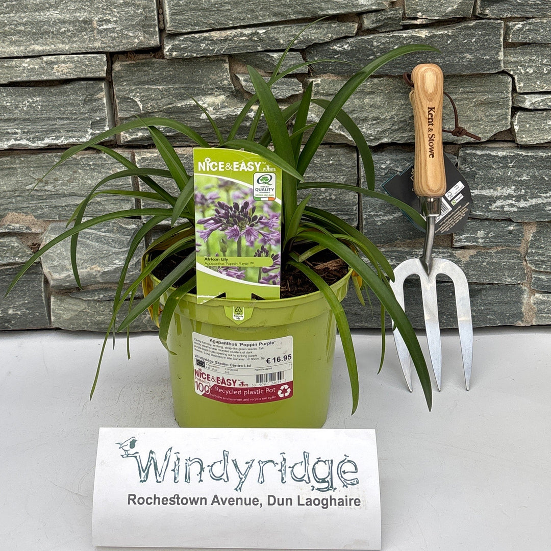 Agapanthus 'Poppin Purple' - Herbaceous - Windyridge Garden Centre
