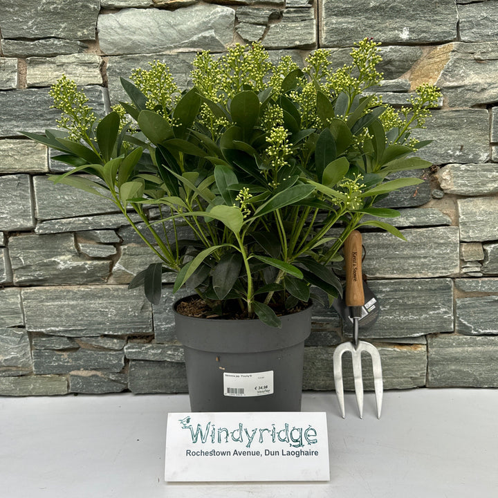 Skimmia jap.  Finchy ® / 5 Ltr pot