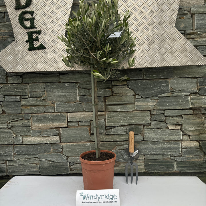 Olive Tree OLEA EUROPEA IN CVS CLT 5 / 7     1/4 STD