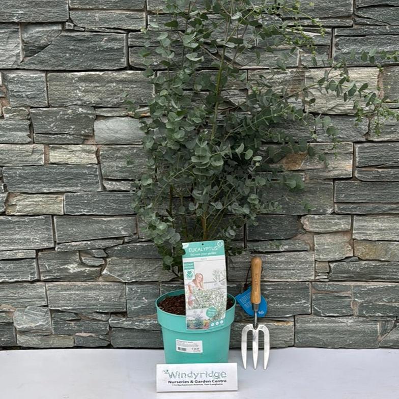 Eucalyptus Gunnii Azura  5 Ltr Pot - Shrubs - Windyridge Garden Centre