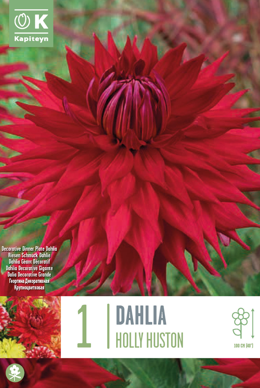 Dah Holly Huston - Bulbs - Windyridge Garden Centre