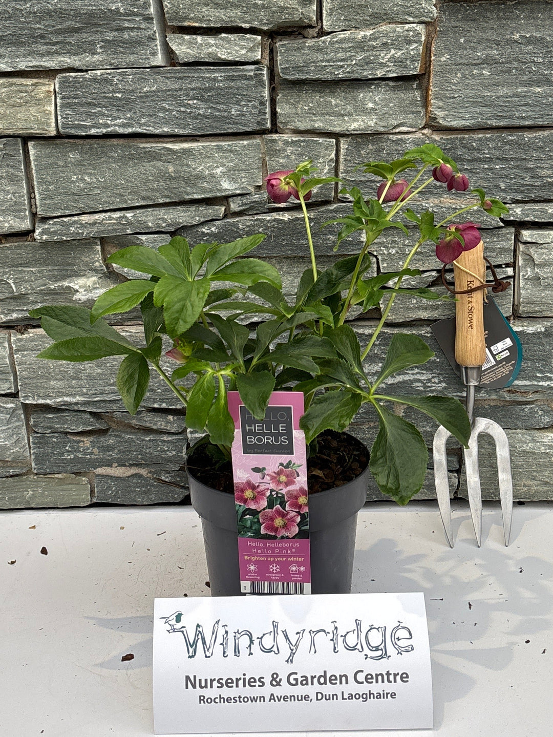 Helleborus Hello Pink P17