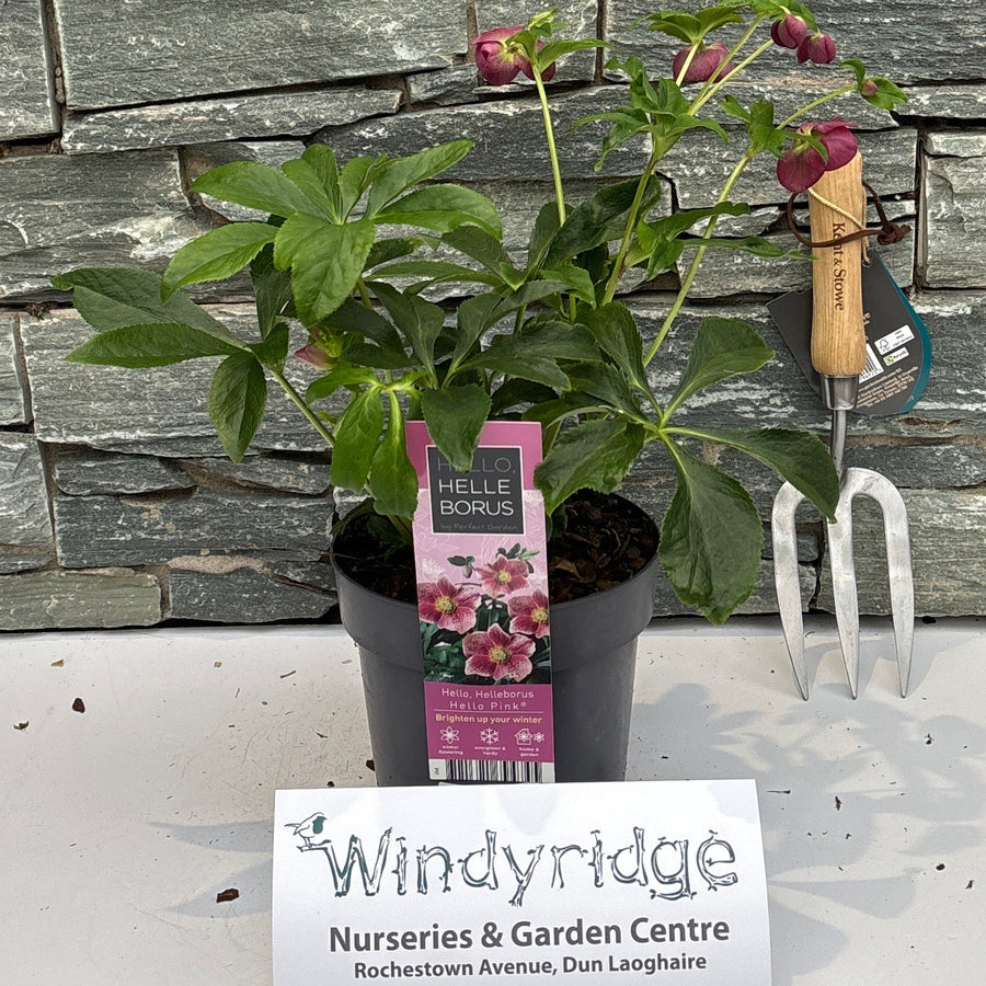 Helleborus Hello Pink P17 - Herbaceous - Windyridge Garden Centre