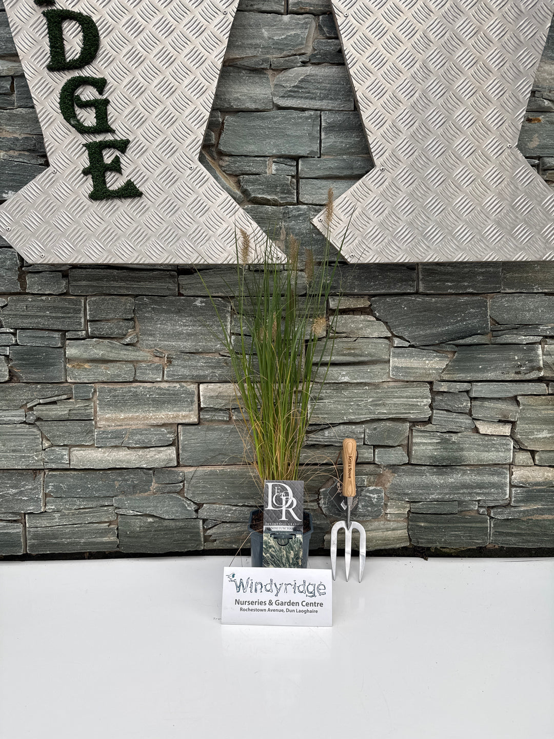 Pennisetum alopec. Hameln