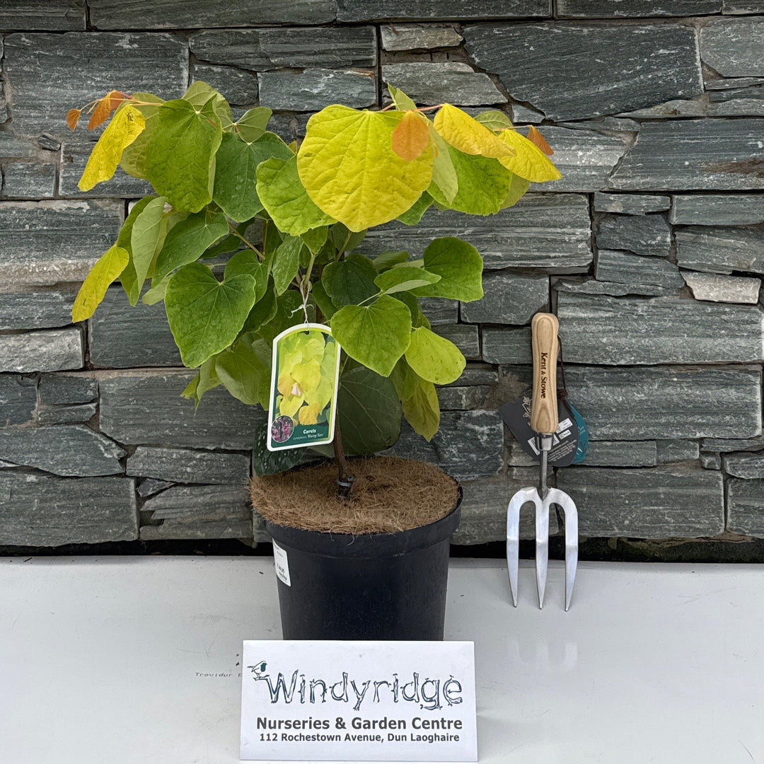 Cercis can. Rising Sun 40 to 50 CM
