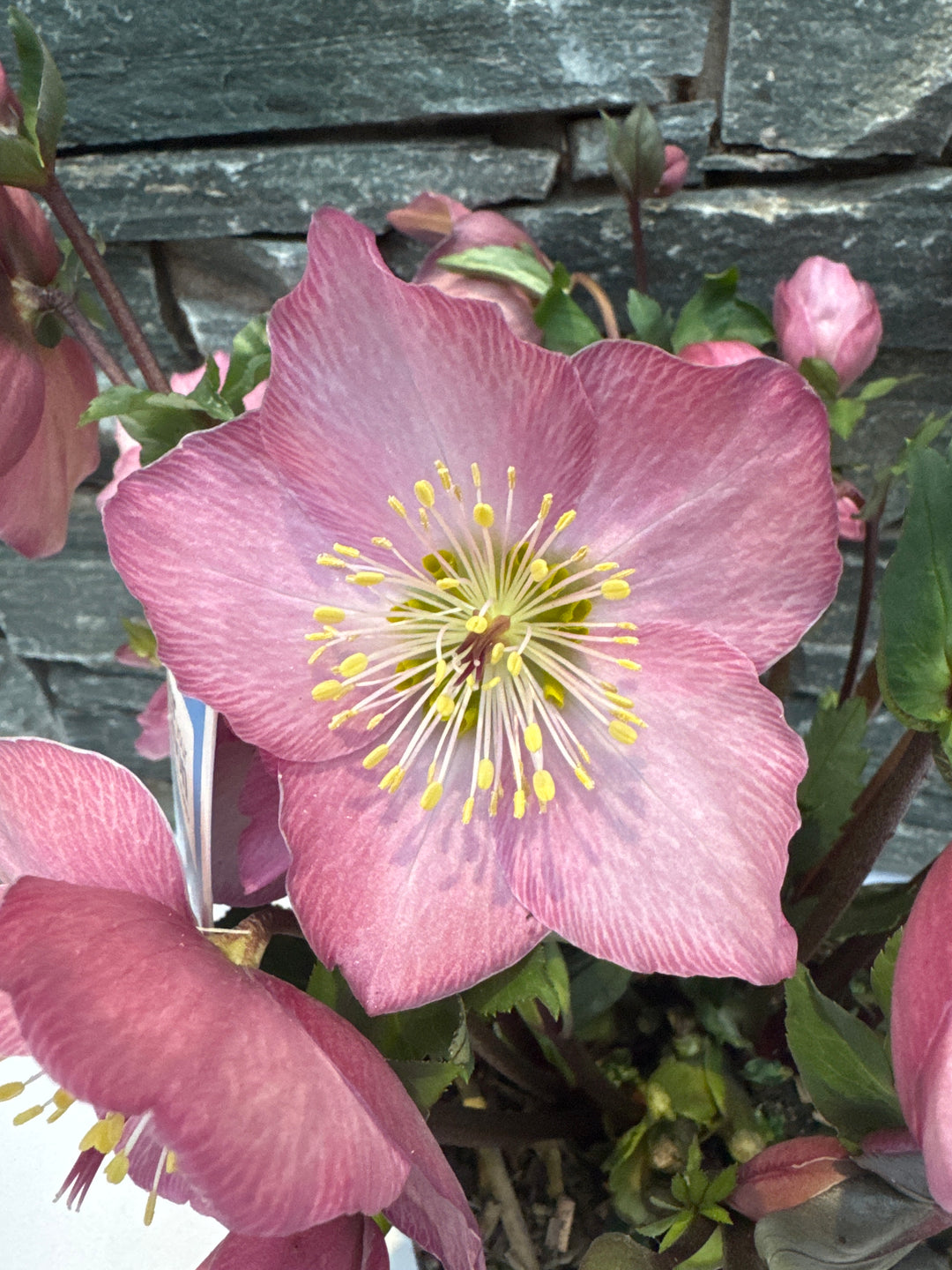 Helleborus Strawberry Moon  3 Ltr pot