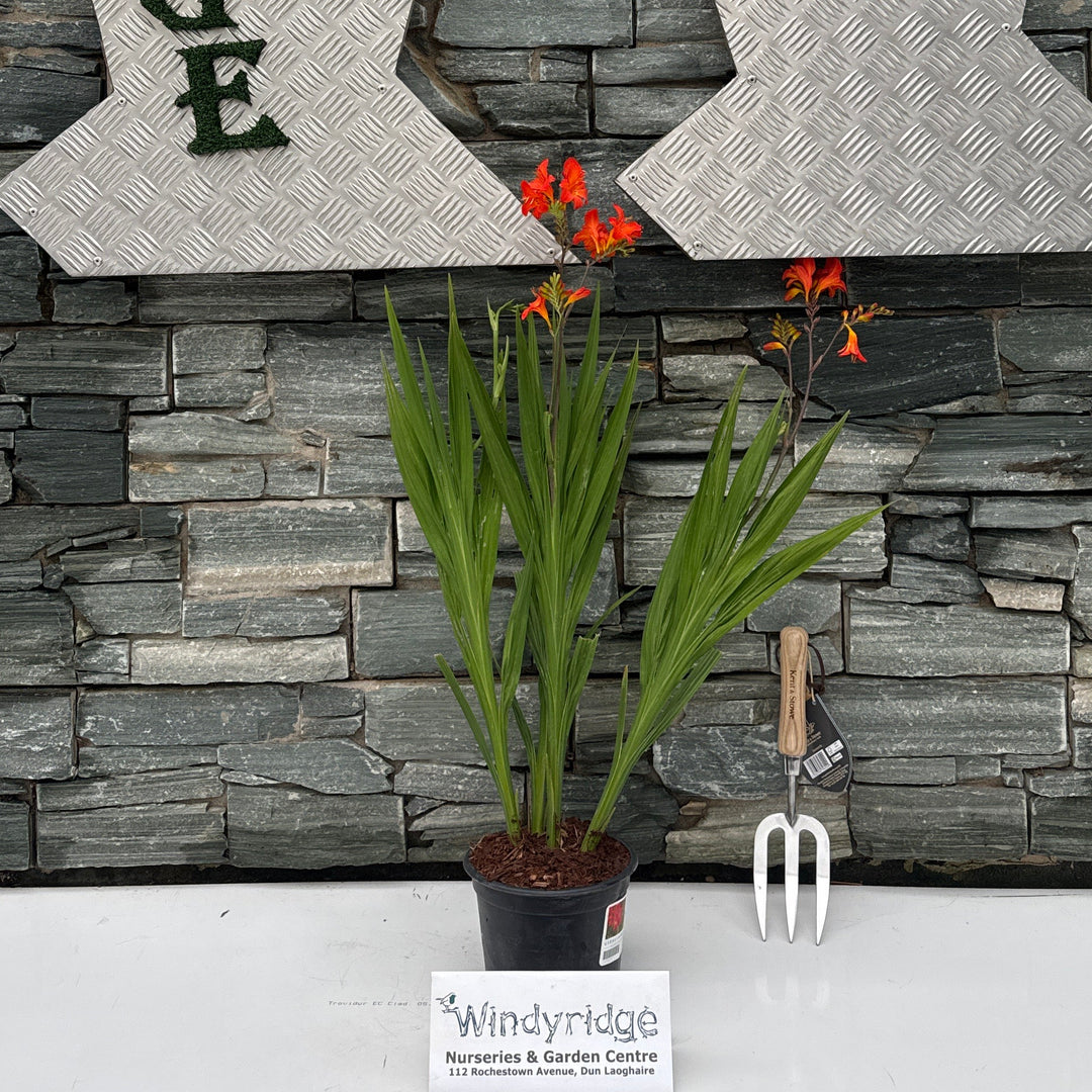 CROCOSMIA 'Limpopo' 2L