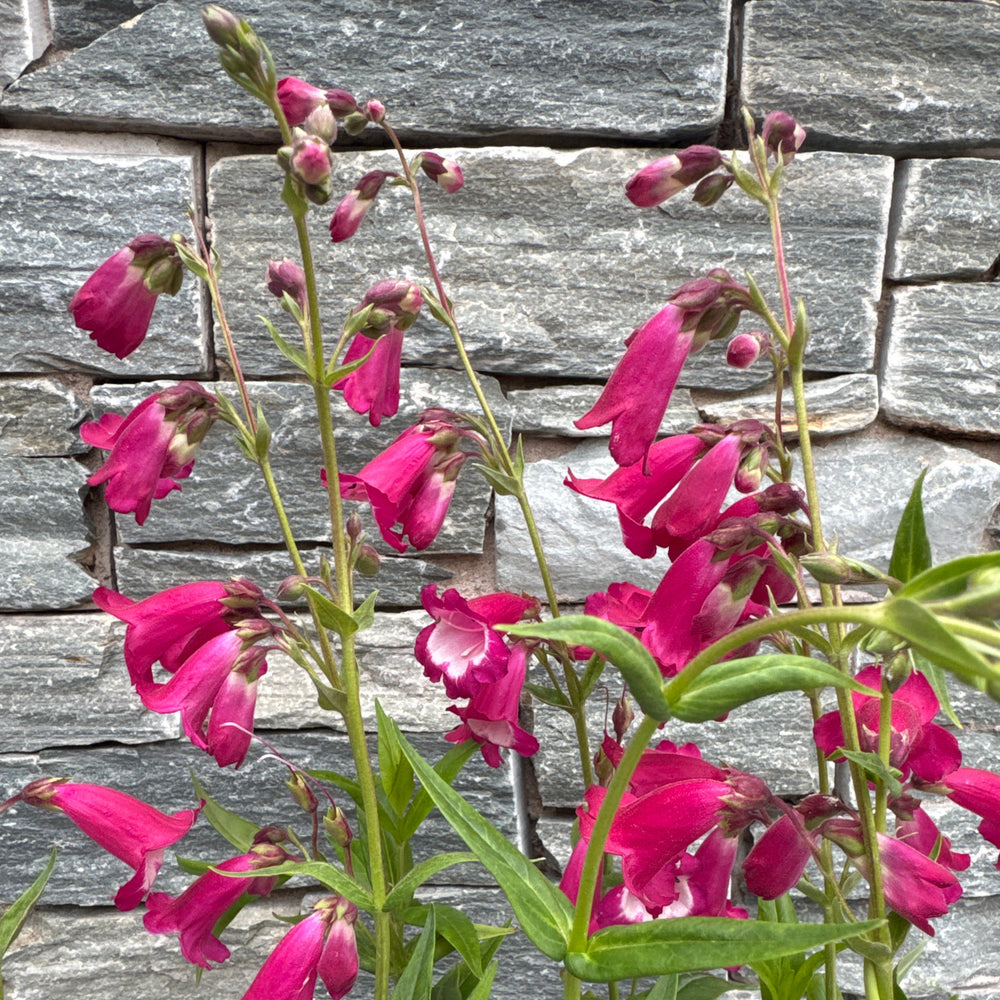 Penstemon Pensham Amelia Jane - Herbaceous - Windyridge Garden Centre