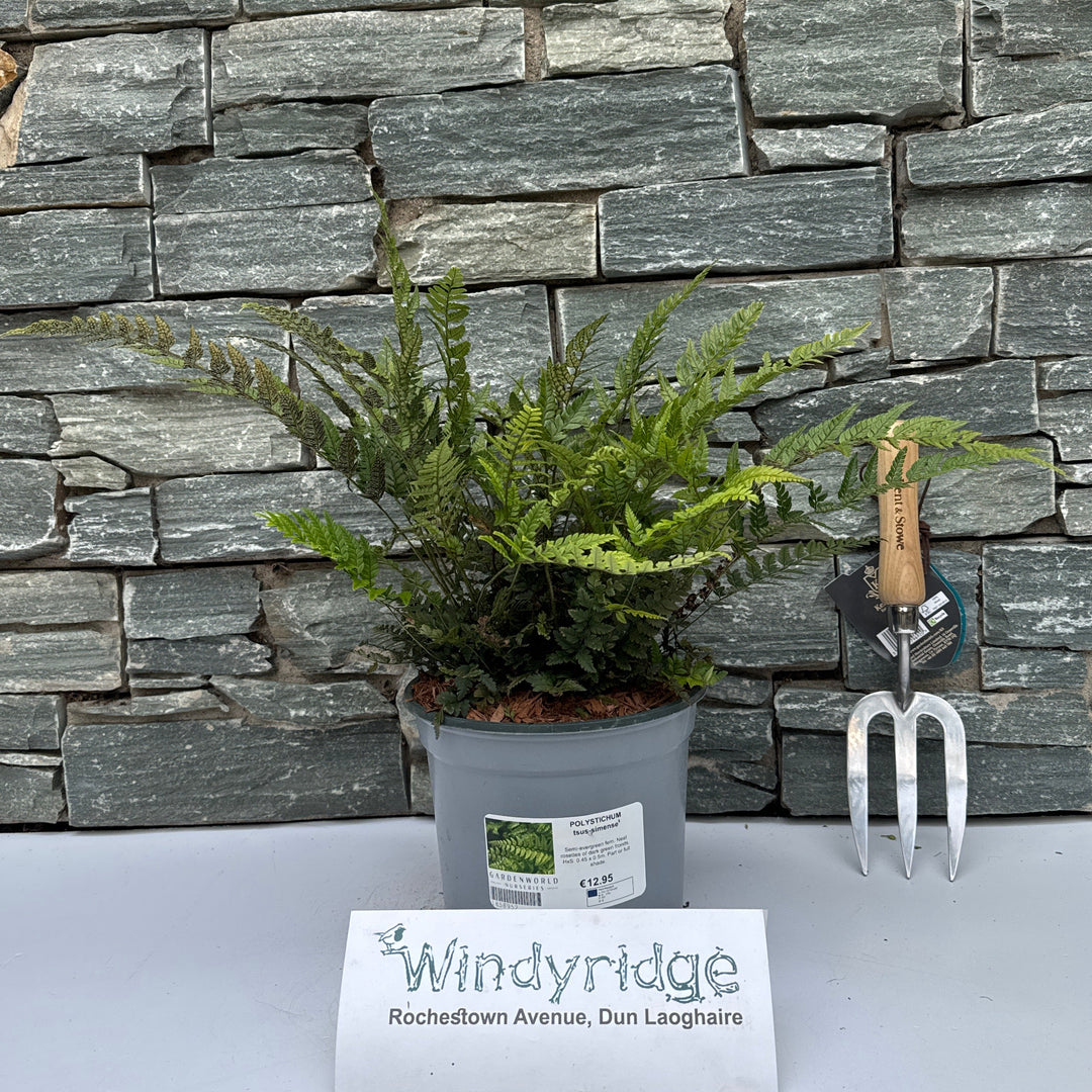 POLYSTICHUM tsus-simense - Herbaceous - Windyridge Garden Centre