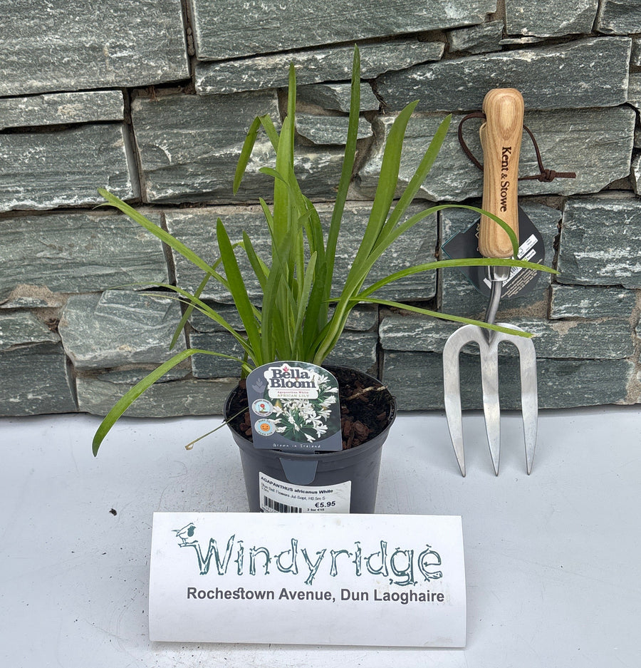 AGAPANTHUS africanus White