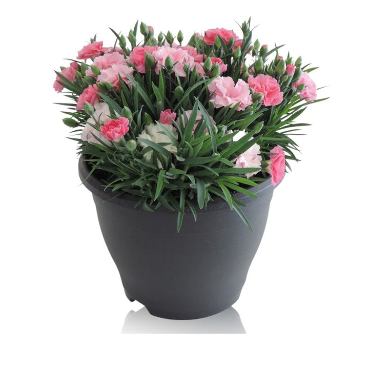 Dianthus I Love U  19 cm bowl