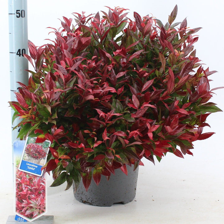 Leucothoe Zeblid