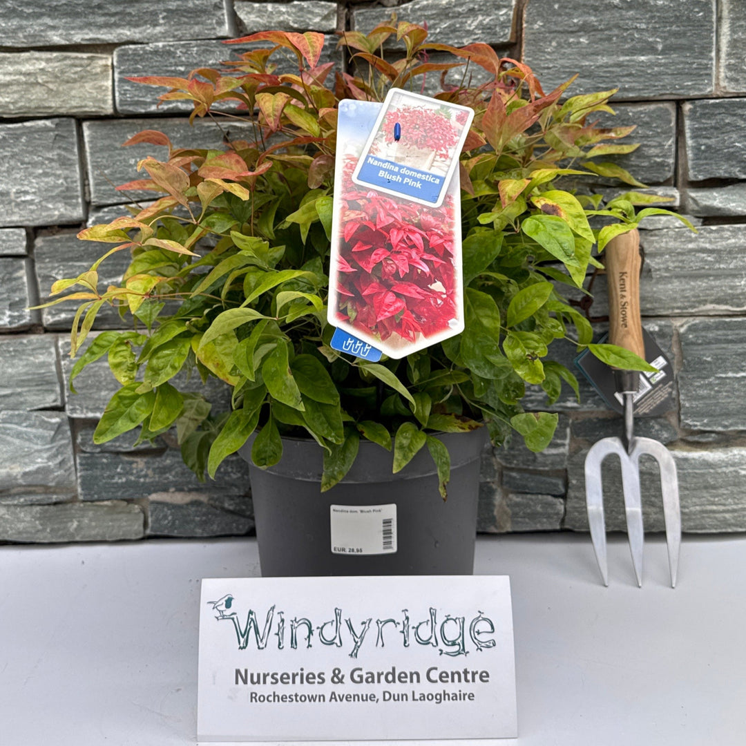 Nandina dom. Blush Pink