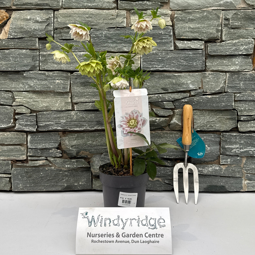 Helleborus Verboom Cinderella P15 - Herbaceous - Windyridge Garden Centre