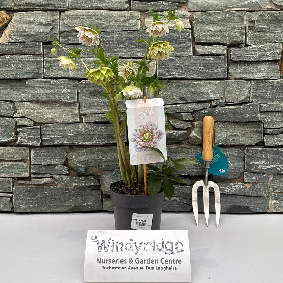 Helleborus Verboom Cinderella P15 - Herbaceous - Windyridge Garden Centre