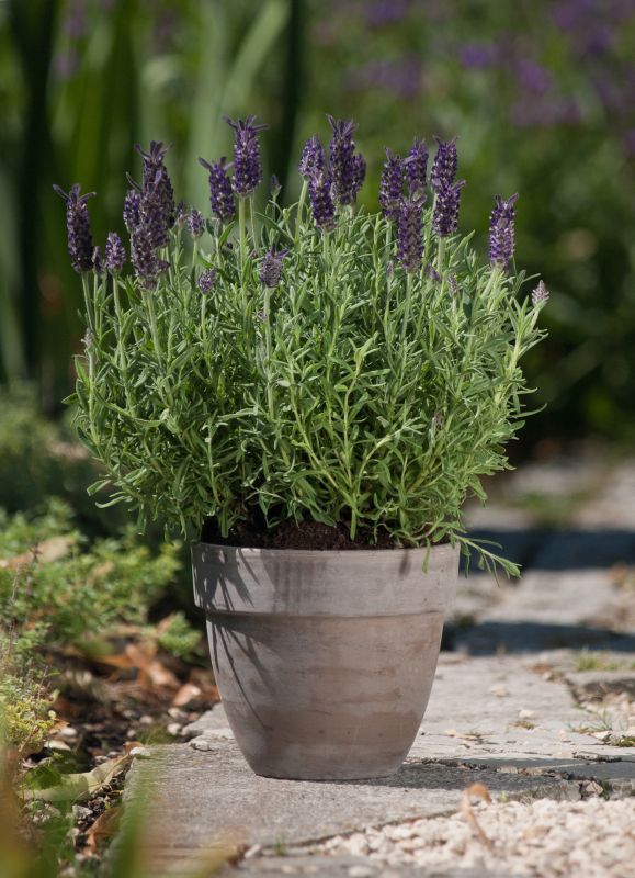 Basalt Pot Levante Ø24cm H19cm