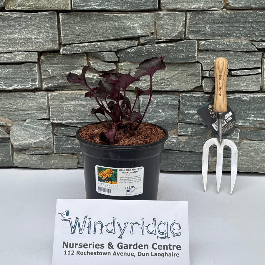 LIGULARIA dent. 'Britt Marie Crawford' - Herbaceous - Windyridge Garden Centre