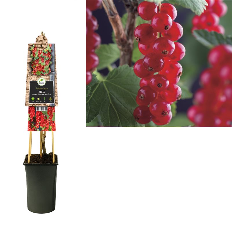 Ribes r. Jonkheer van Tets  S-pot (2,25 L)