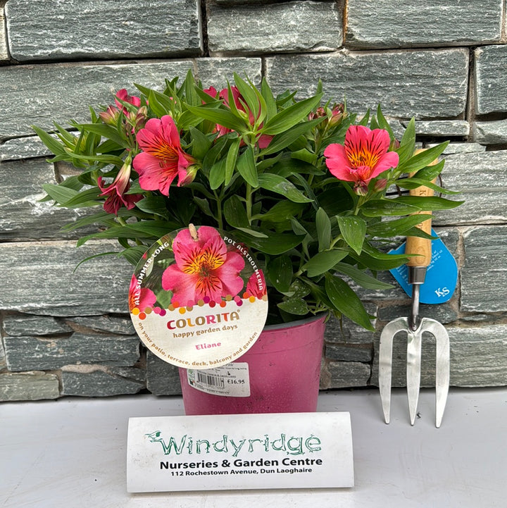 Peruvian Lily (Alstroemeria Colorita Eliane)