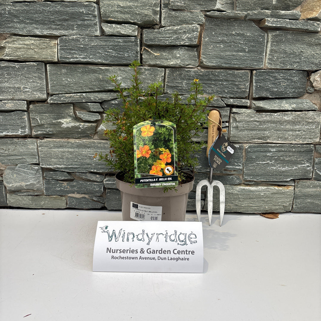 POTENTILLA FRUT. BELLA SOL